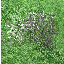 icon_CottonPlantSeed.png