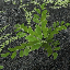 icon_Fern2.png
