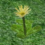 icon_FlowerHeal.png