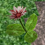 icon_FlowerRed.png