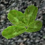 icon_HealPlant1Seed.png