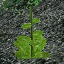 icon_HealPlant3Seed.png