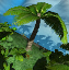 icon_LeafPalmTree.png