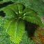 icon_TropicalPlant1.png