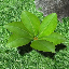 icon_TropicalPlant2Seed.png